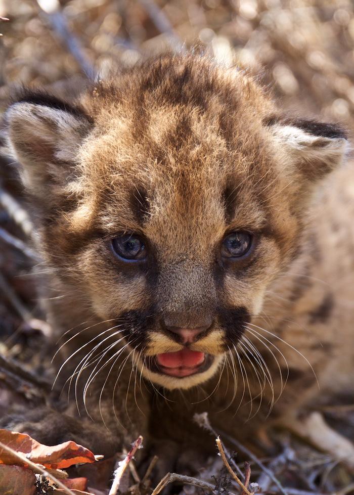 New litter of mountain lion kittens found in Santa Monica Mountains/NPS