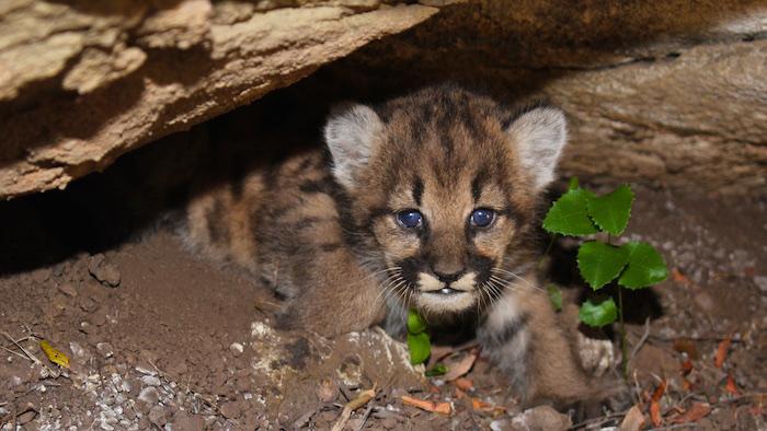 Litter Of Mountain Lions Kittens Found At Santa Monica Mountains NRA