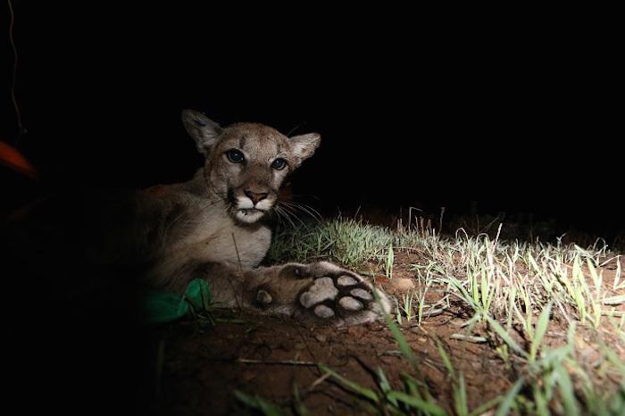 Mountain lion P-34 before her death/NPS