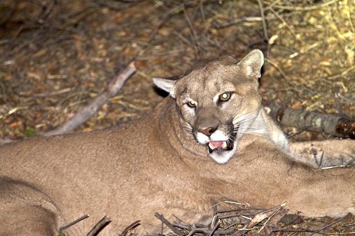 Male mountain lion P-45 at Santa Monica Mountains NRA/NPS