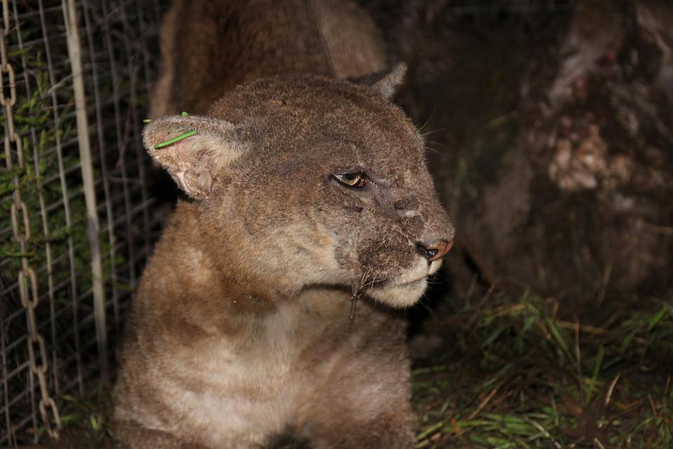 This female mountain lion, P-53, was treated for mange at Santa Monica Mountains NRA/NPS