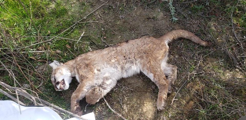 Rat poison was blamed for the death of this mountain lion/NPS
