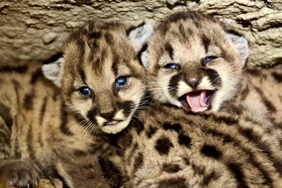 This litter of mountain lion kittens was found in June/NPS file