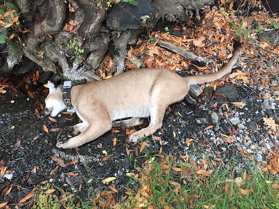 P-30, a six-year-old mountain lion, was found dead in September/NPS