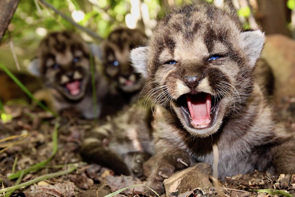 A litter of three mountain lion kittens has been found at Santa Monica Mountains National Recreation Area/NPS