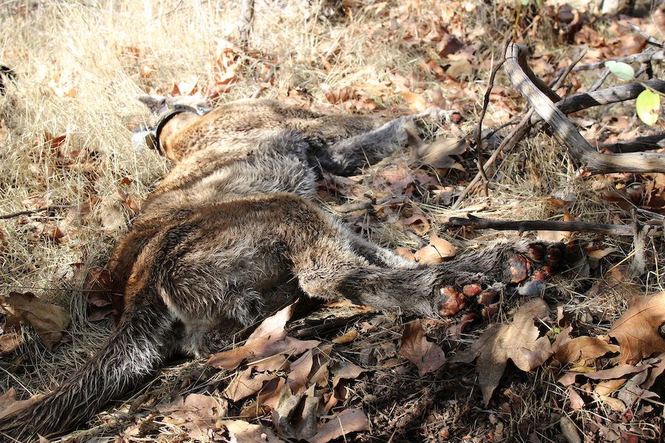 P-64, a widely tracked mountain lion at Santa Monica Mountains NRA, has turned up dead/NPS