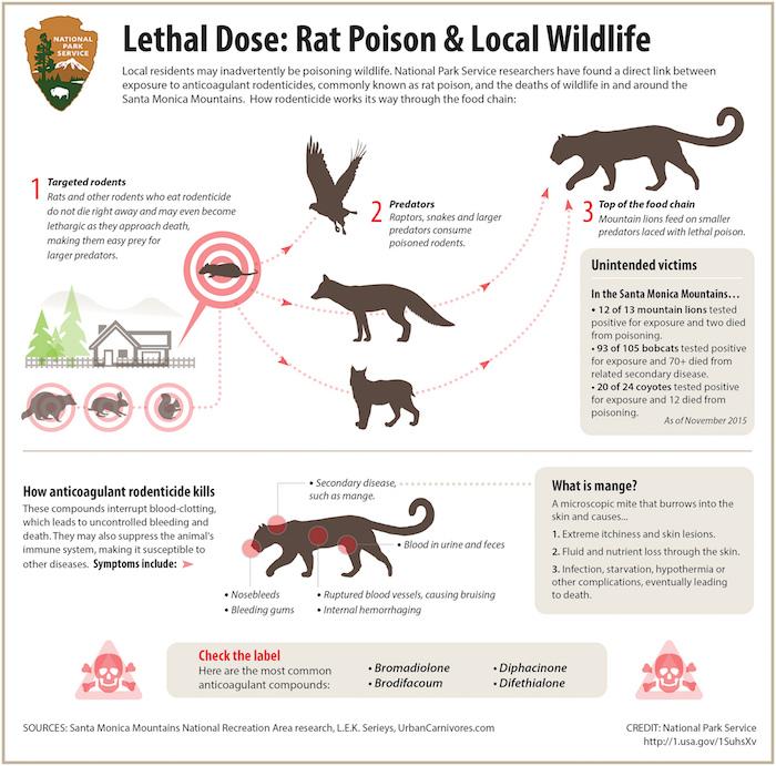 Chart on how wildlife can ingest rat poison/NPS