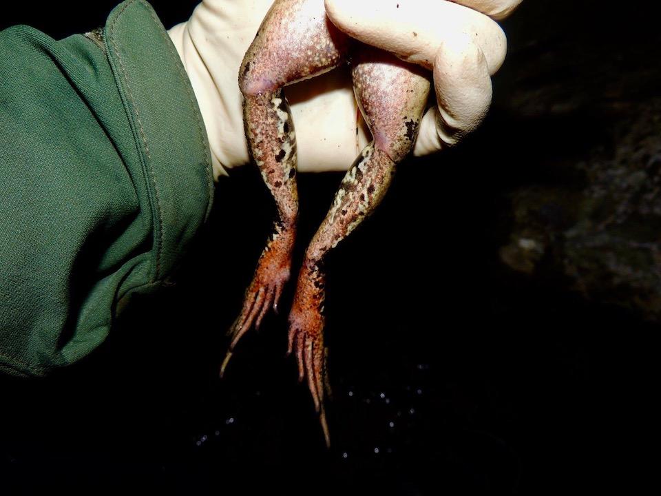 California red-legged frog found during night survey/NPS