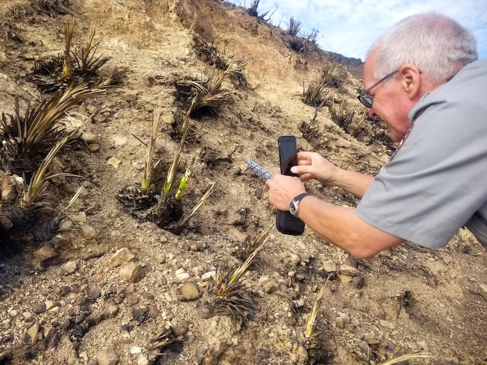 John Tiszler, a supervisory NPS plant biologist who has worked at Santa Monica Mountains National Recreation Area for 22 years, is shown here excitedly documenting his find/NPS