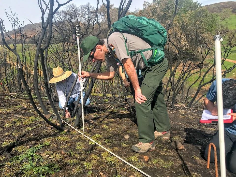 Park Service biologist mark Mendelsohn and his team conduct a post-fire vegetation survey, counting plants, describing species for comparison to last year’s vegetation in a series of specific transects. They pound white plastic poles into the ground to ma