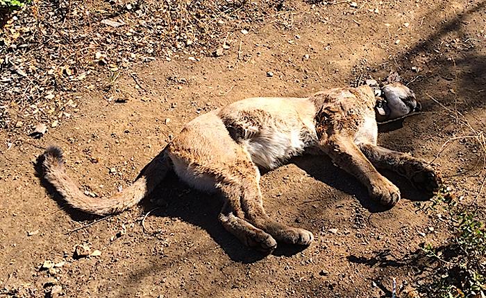 Mountain lion found dead in Santa Monica Mountains/NPS