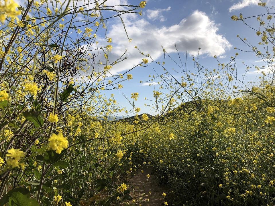 mustard, invasive species, plant, flowers, superbloom, california, santa monica, national park