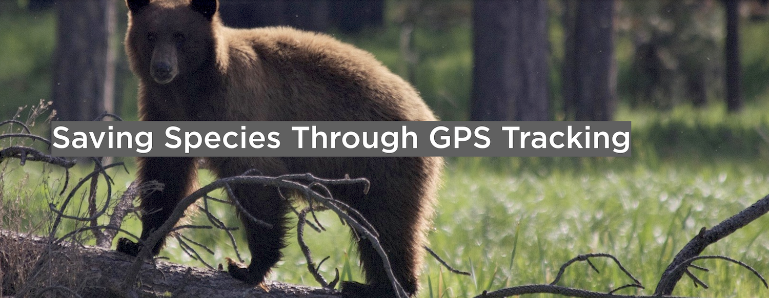 Saving Species Through GPS Tracking