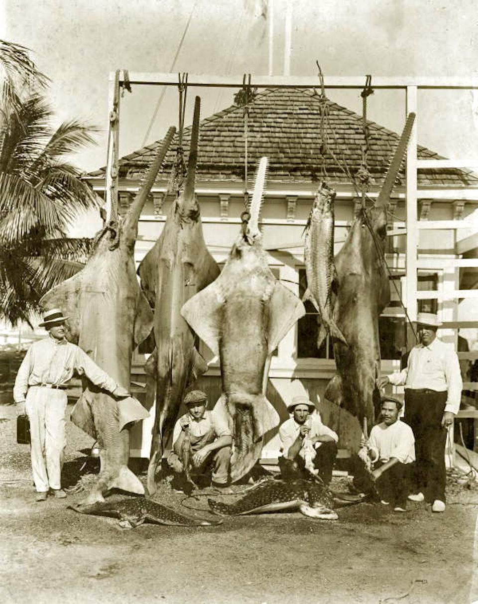 Decades anglers would return home with abundant catches of sawfish/State of Florida