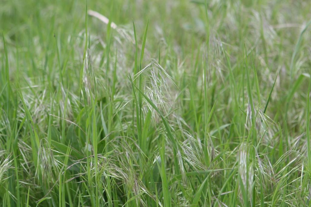 Downy brome will be targeted by this herbicide application. NPS