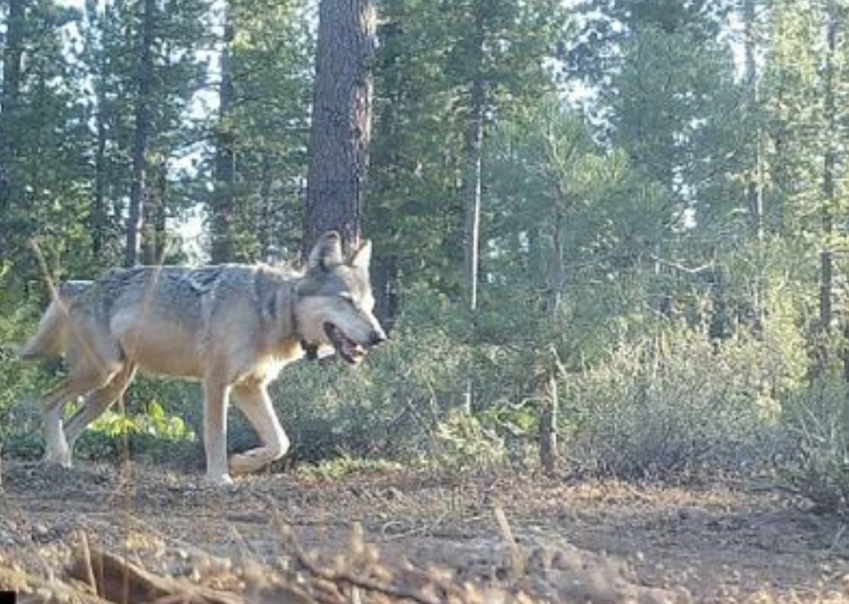Gray wolf from the neighboring Lassen Pack / CDFW 