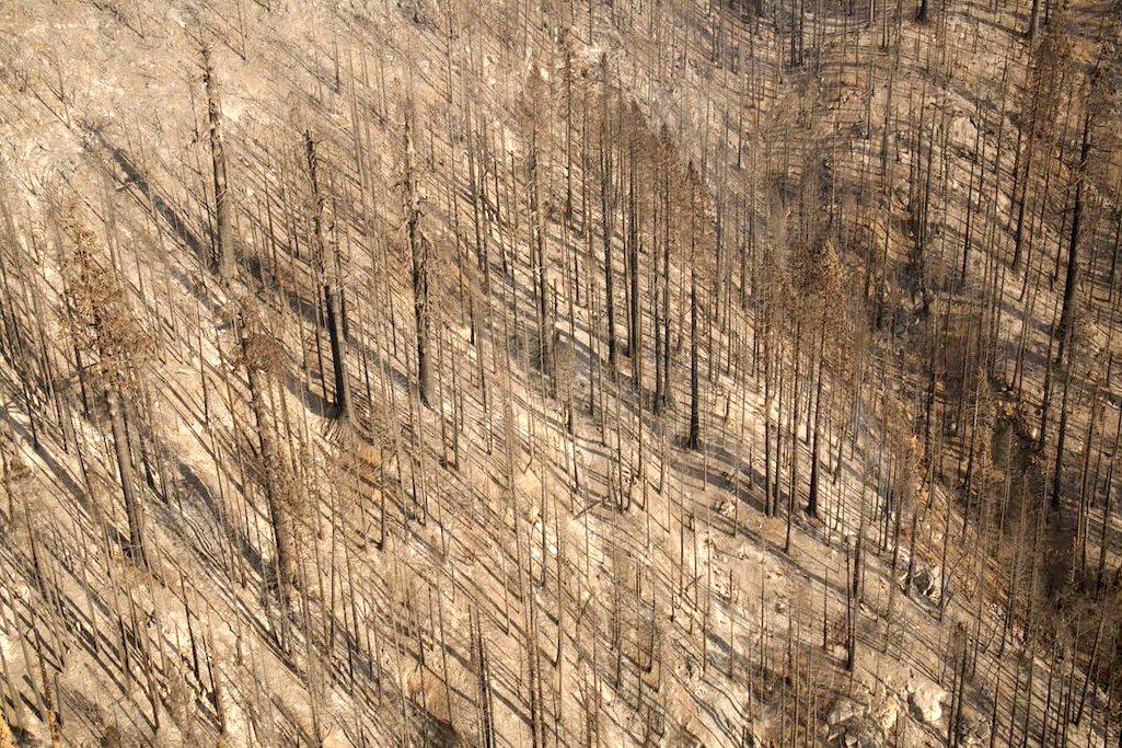 An aerial image of Board Camp in Sequoia National Park, taken from a helicopter, reveals a forest stand that burned at high intensity during the 2020 Castle Fire, resulting in 100% tree mortality in places.