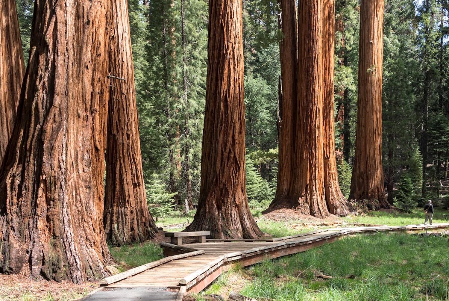 Sequoia National Park/NPS