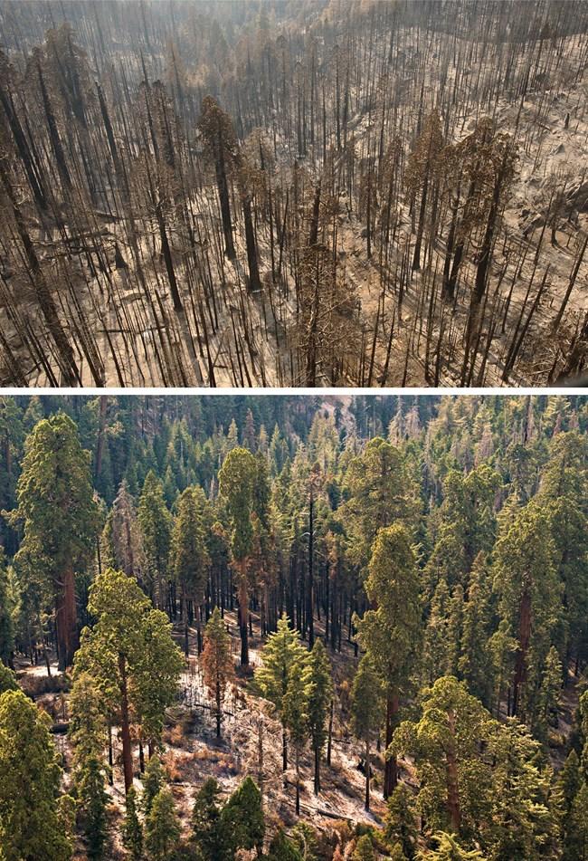 Visible effects of the Castle Fire in Sequoia National Park/NPS