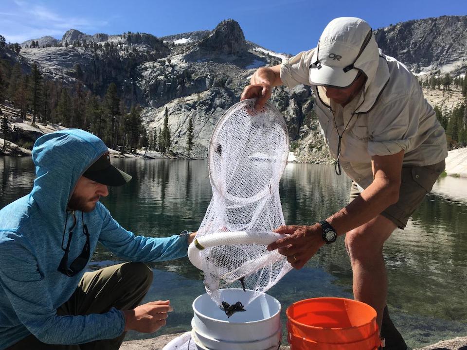NPS aquatic ecologists and researchers collect endangered mountain yellow-legged tadpoles in the wilderness of Kings Canyon National Park for zoo-based captive rearing and immunization.