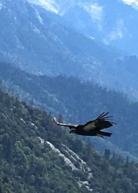 A California condor riding the thermals at Sequoia National Park/NPS, Wilson Garver