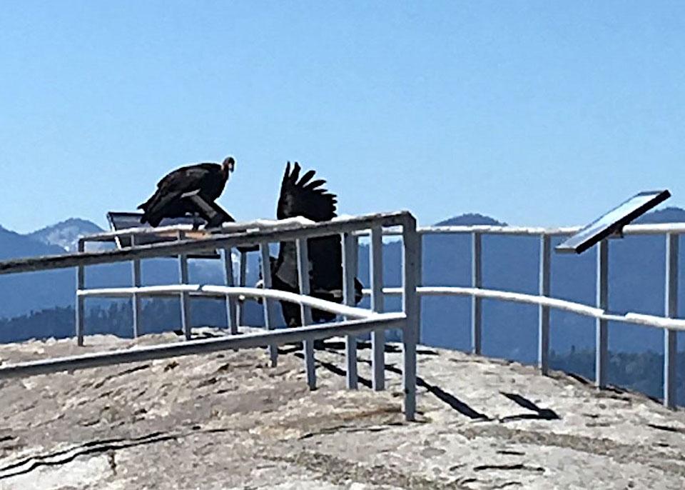 Moro Rock, a popular hiking destination in Sequoia National Park, also is proving popular with California condors/NPS, Wilson Garver