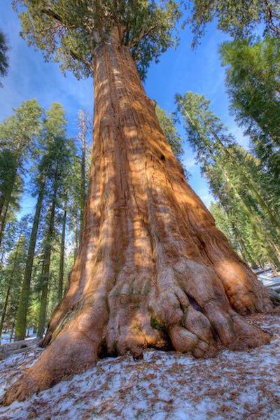 General Sherman Tree, Sequoia National Park/Jean Bjerke