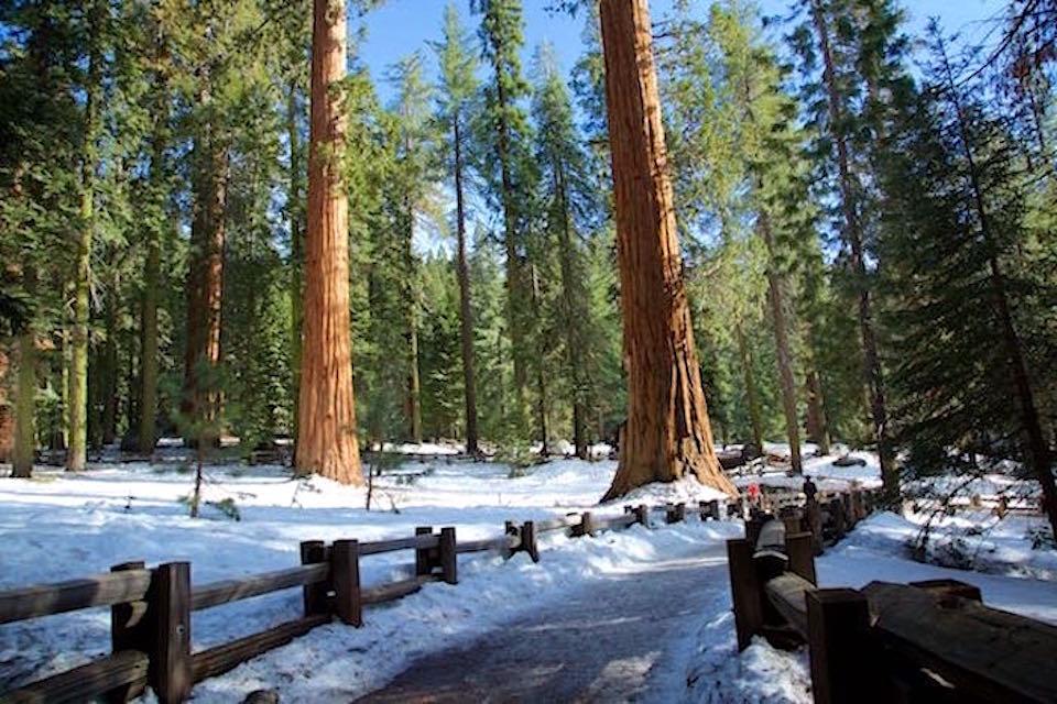 Winter is a great time to explore the Giant Forest at Sequoia National Park/Jean Bjerke