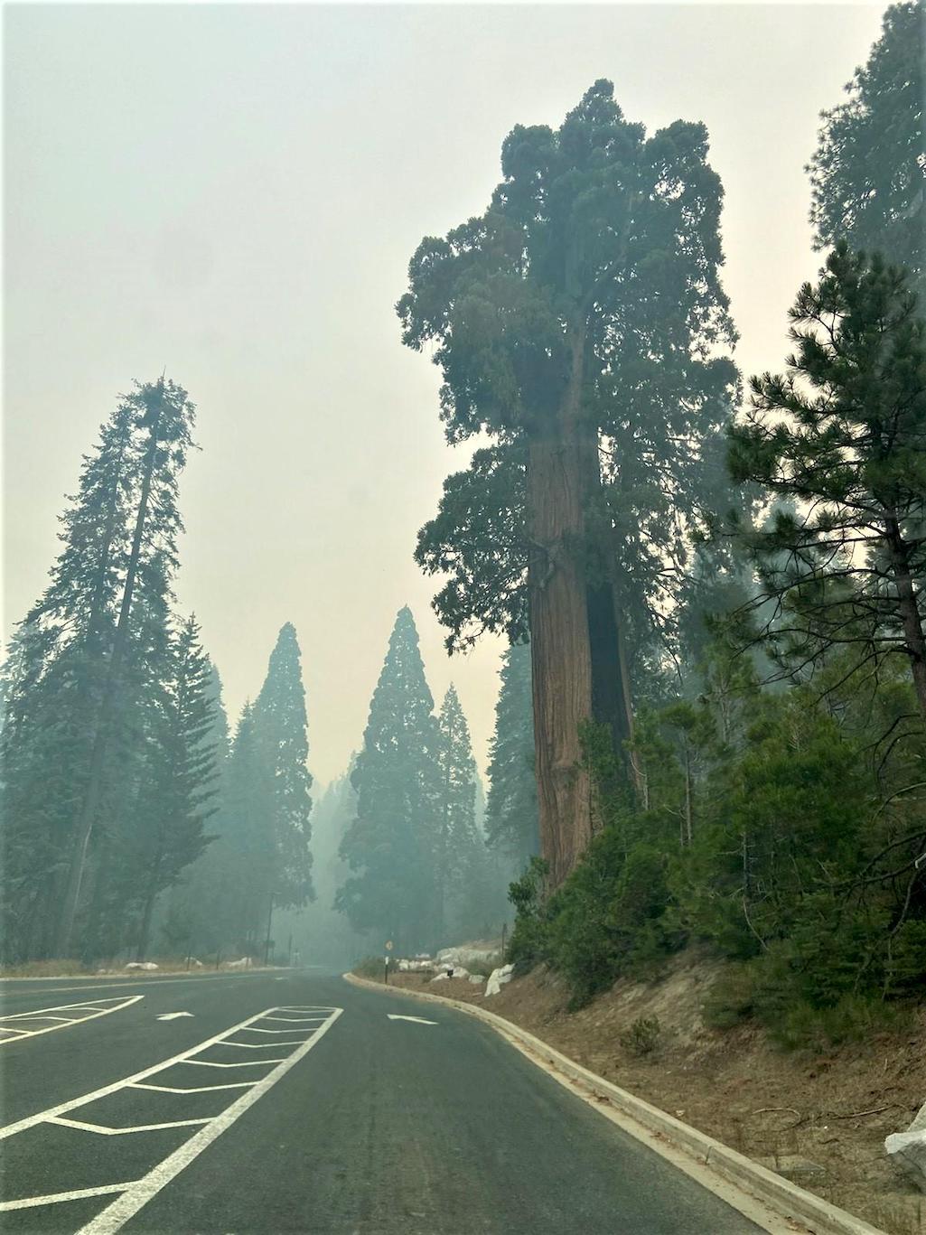 Much of Kings Canyon National Park has been closed by the KNP Complex of wildfire/NPS