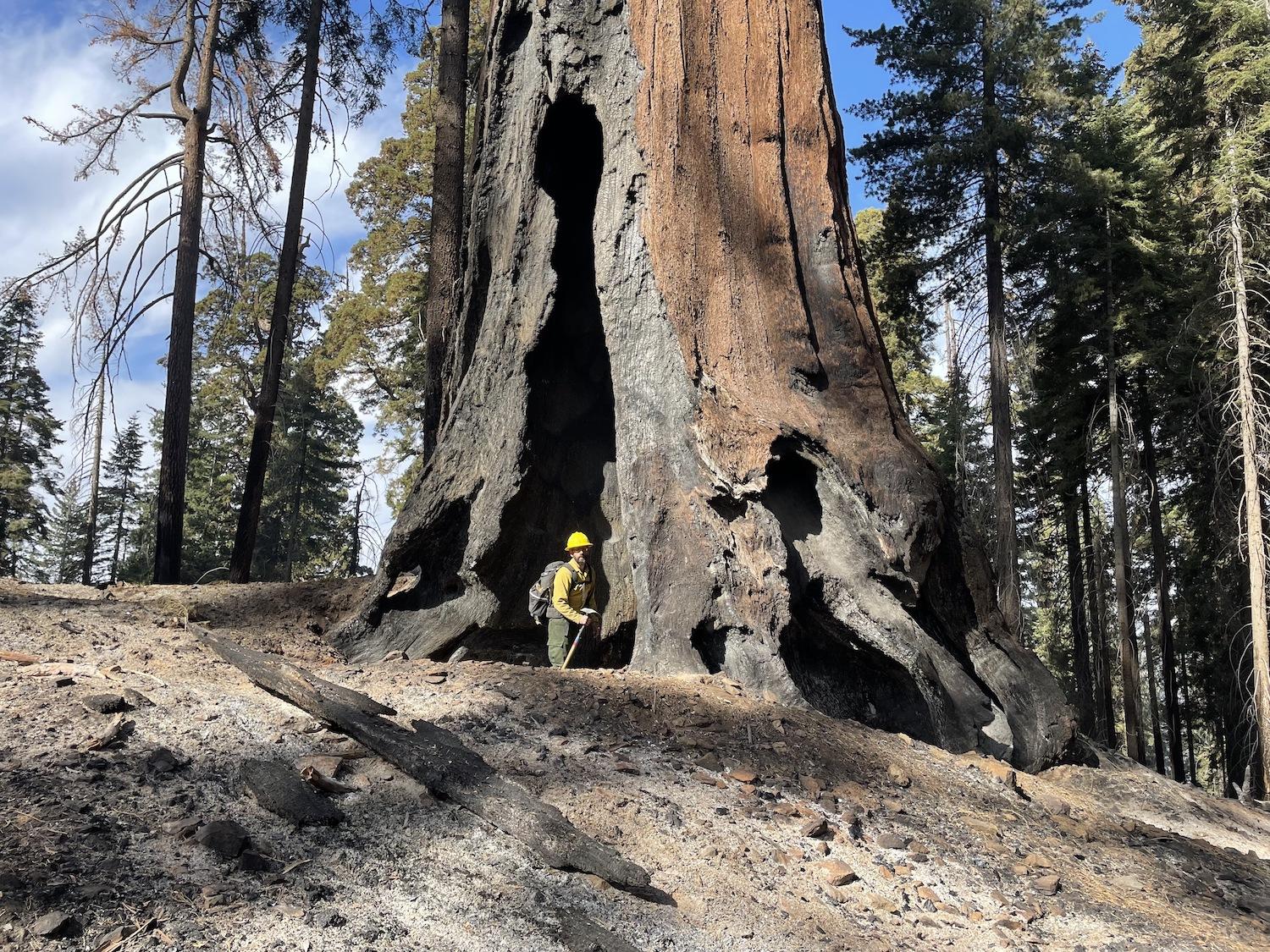 Hundreds of giant sequoia trees were burned by the KNP wildfire complex that roared through Kings Canyon and Sequoia national parks in 2021/NPS file, Joe Suarez