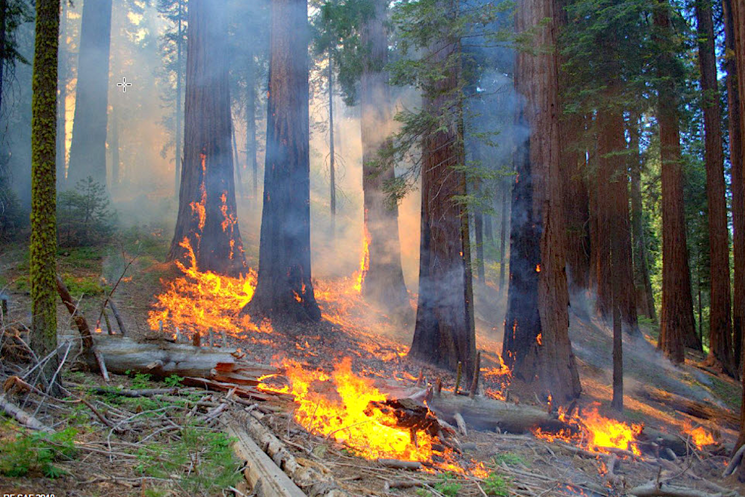 1Surface fire being reintroduced to a Giant Sequoia grove, Kings Canyon National Park. Note how fire is, in Muir's words, " …rising here and there to a foot or two on dry twigs…” with the occasional “fierce bonfires lighted, where heavy branches broken of
