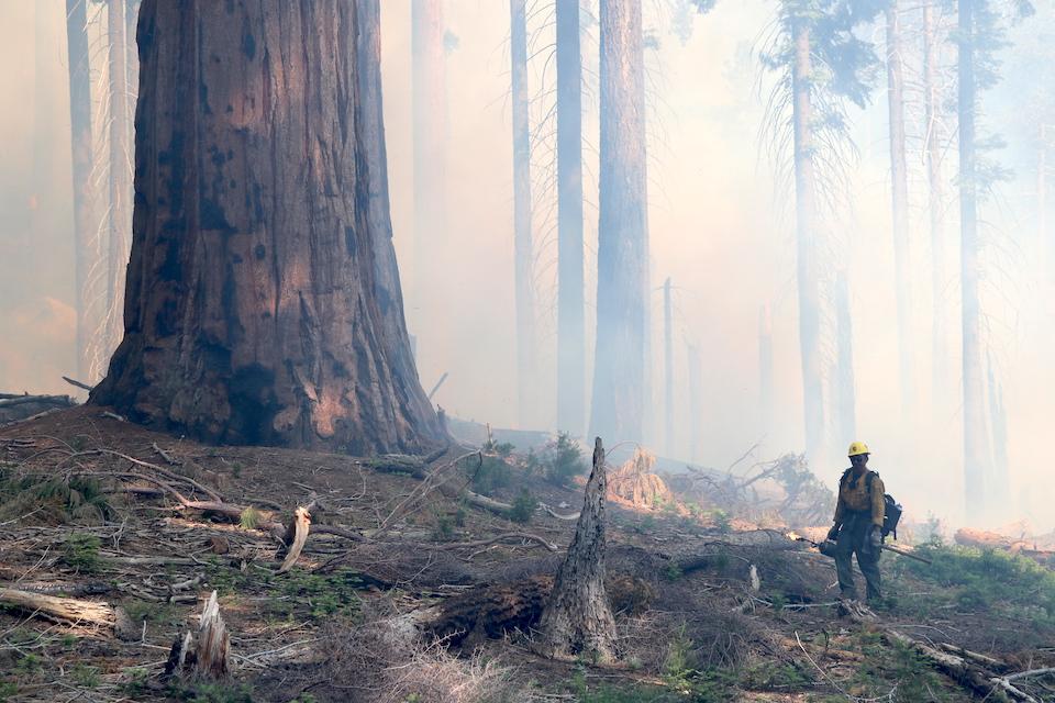 Fire managers at Sequoia and Kings Canyon National Parks successfully ignited 245 acres on the Sherman Prescribed Burn in July 2019. NPS photo Fire managers at Sequoia and Kings Canyon National Parks successfully ignited 245 acres on the Sherman Prescribed Burn in July 2019. NPS photo