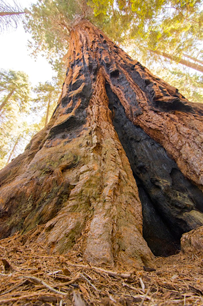 Many Giant Sequoias are scarred by fire, which opens their pine cones to allow reproduction.  Recent high-severity fires have burned hotter than normal and caused the trees to perish / Jonathan Horwitz file
