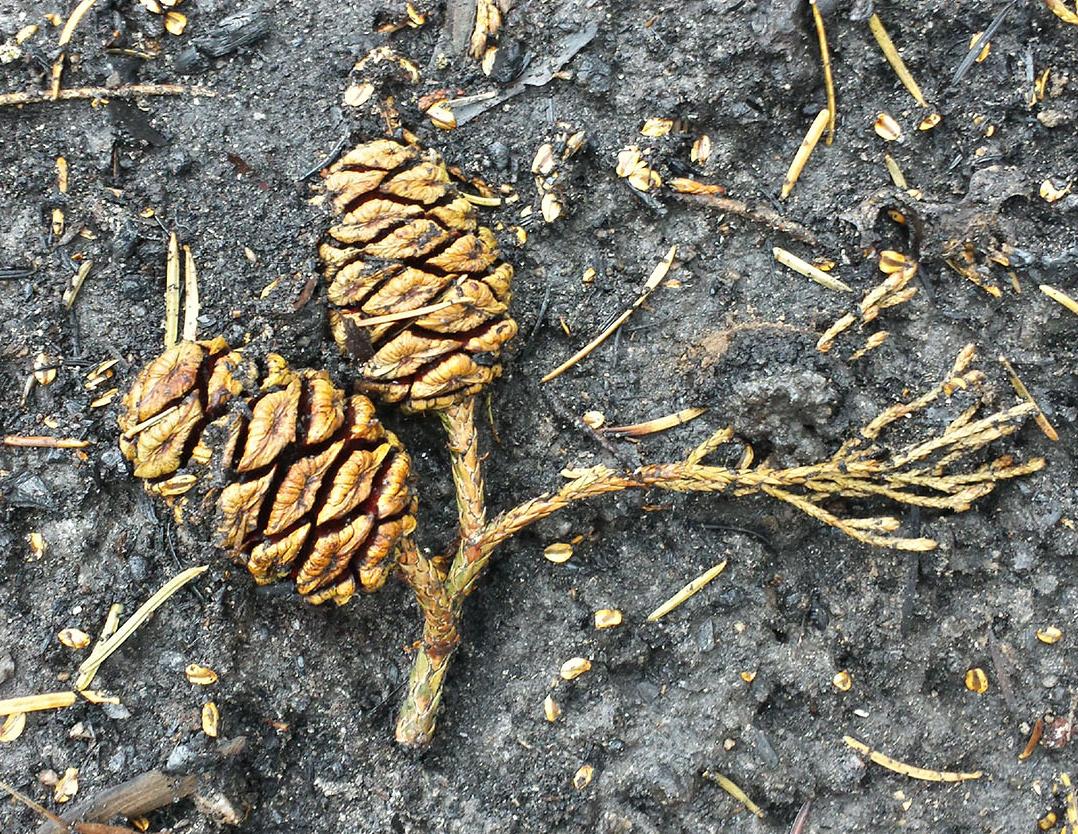 Sequoia cones and seeds