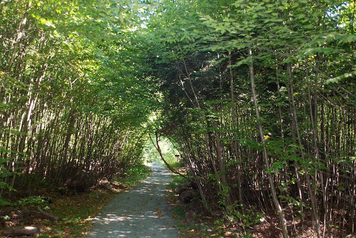 Limberlost Trail, Shenandoah National Park/Kurt Repanshek 9-12-16 Limberlost Trail, Shenandoah National Park/Kurt Repanshek 9-12-16
