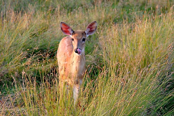 White-tailed deer, Shenandoah National Park/NPS