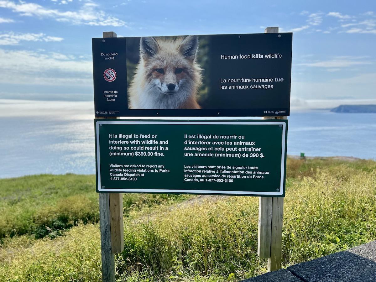 Never feed the wildlife. On Signal Hill, people have fed the foxes and forced Parks Canada to relocate them.