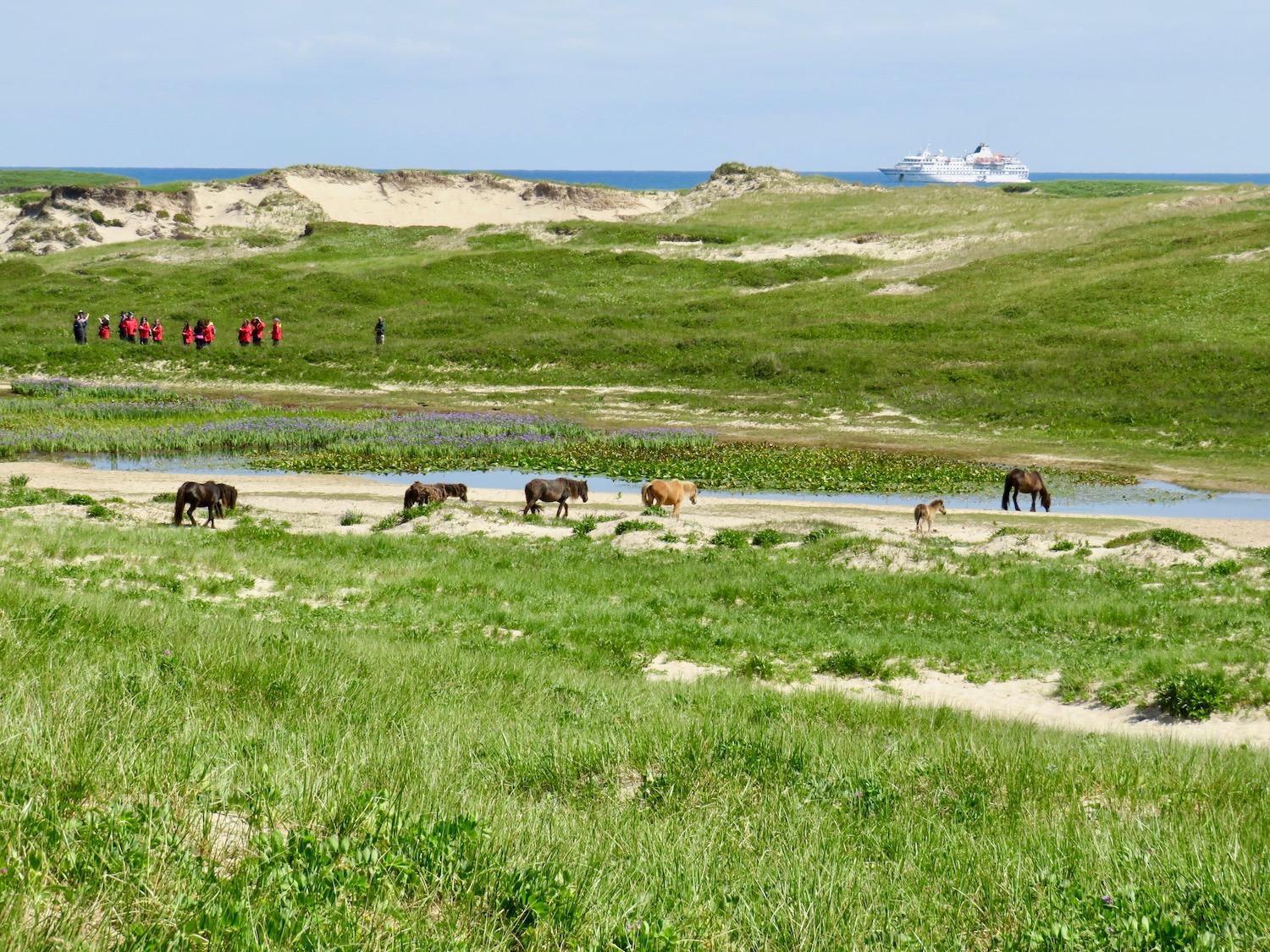 Horses head for a drink at one of the freshwater ponds at Sable Island National Park Reserve.