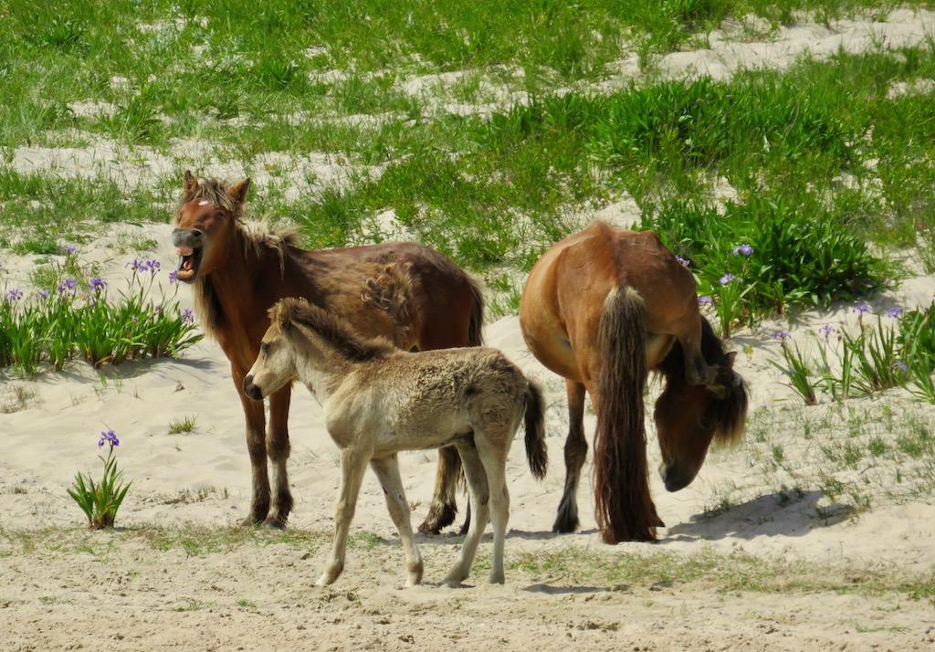 Horses have adapted to the harsh conditions by growing thick coats.