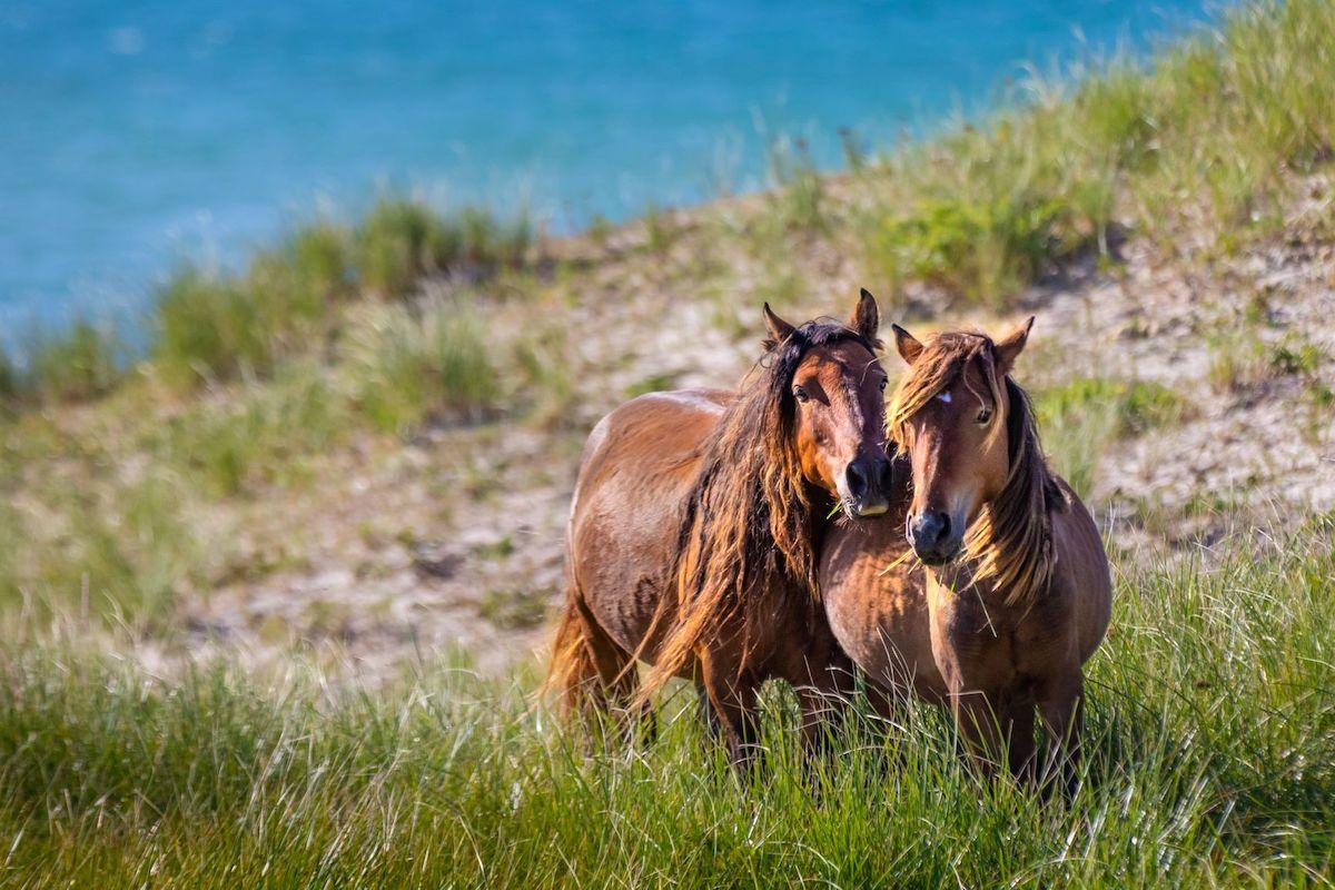 The wild horses of Sable Island National Park Reserve.