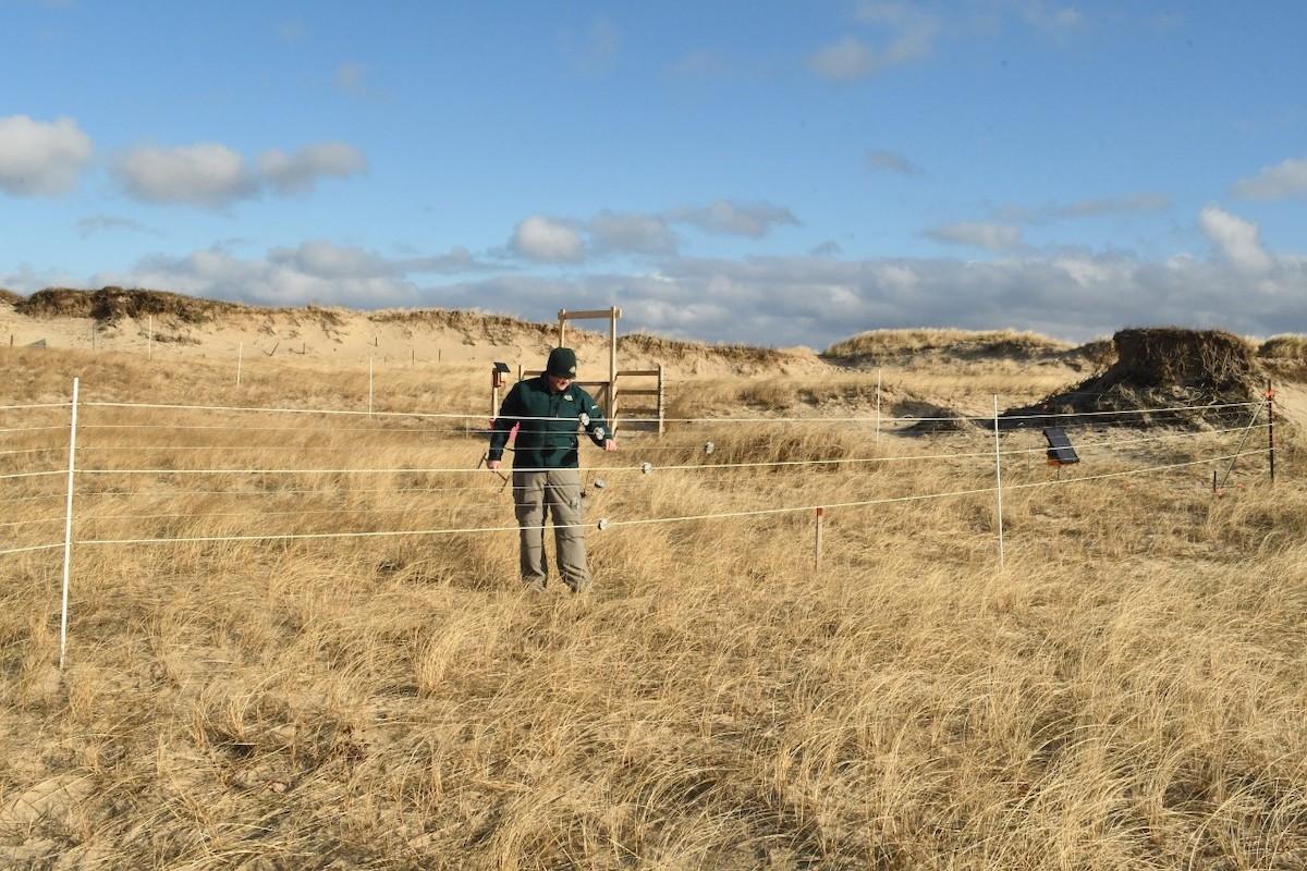 A Parks Canada team member installs a trial enclosure fence on Sable Island National Park Reserve.