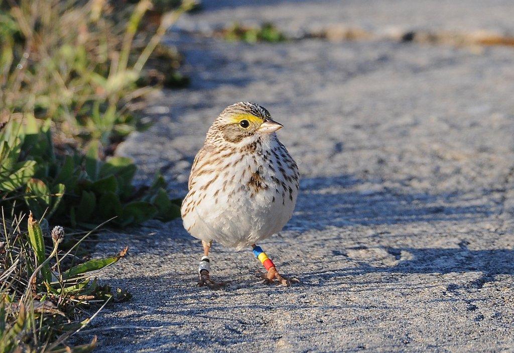 Sable Island is the only nesting place in the world for Ipswich sparrow.