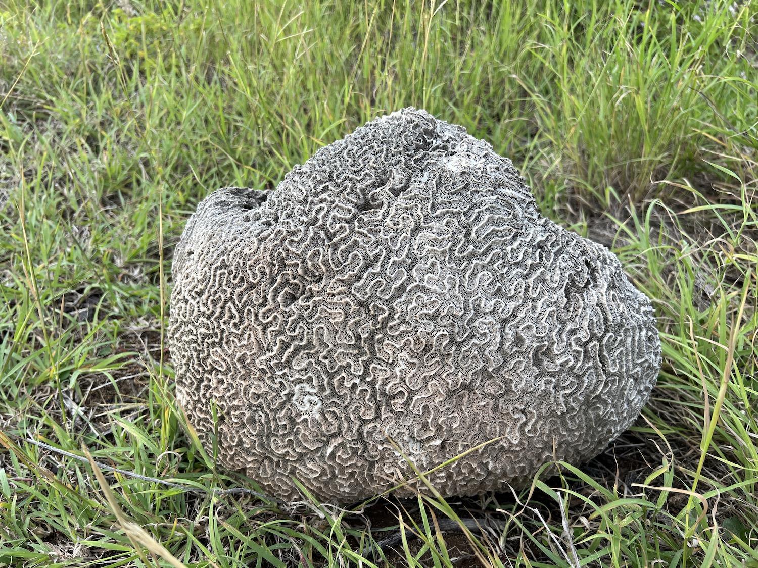 A large piece of what appears to be brain coral is shown on the beach at Pinel Island.