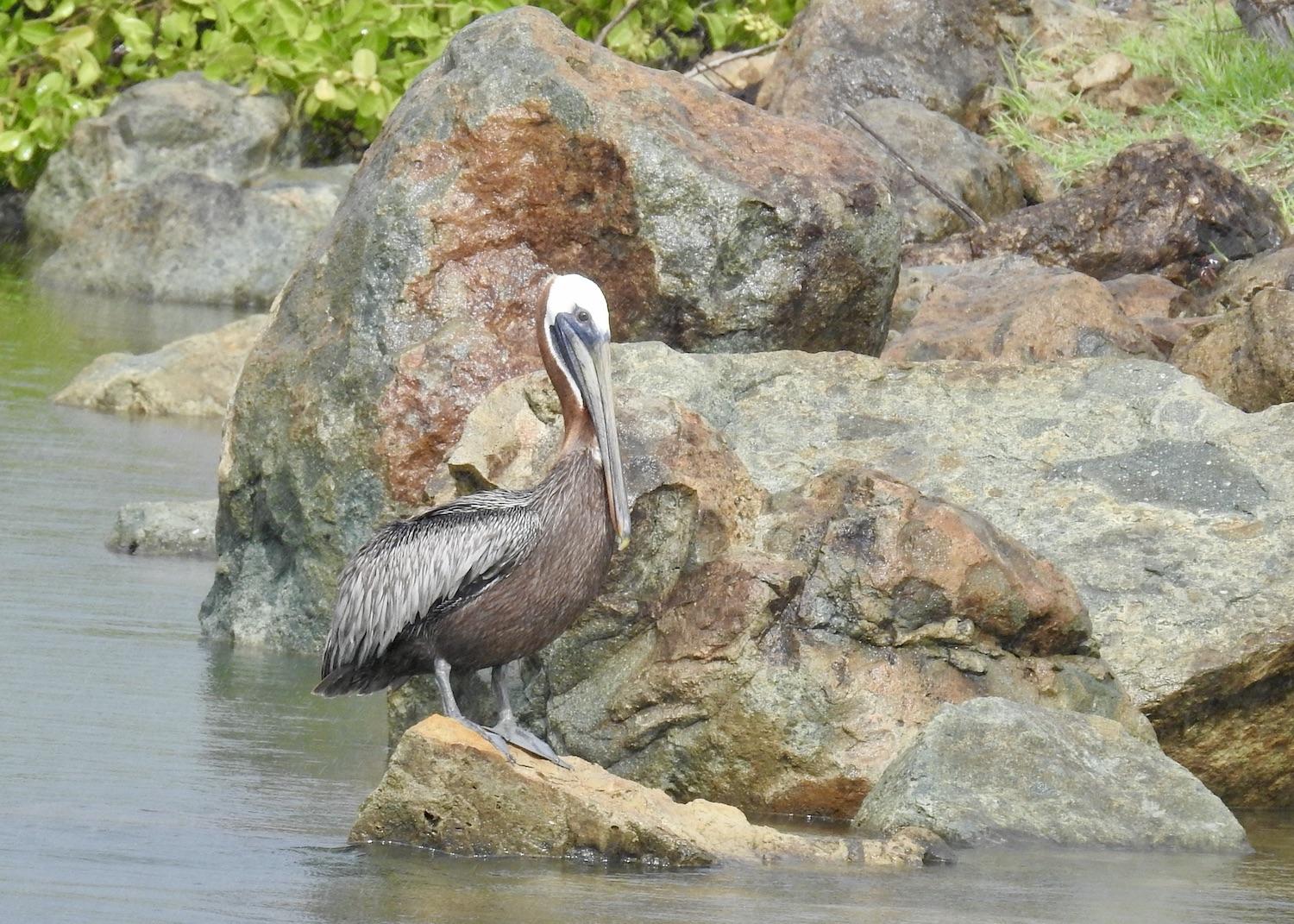 A Brown Pelican stands on the rocky shore of Étang de la Baie Lucas.