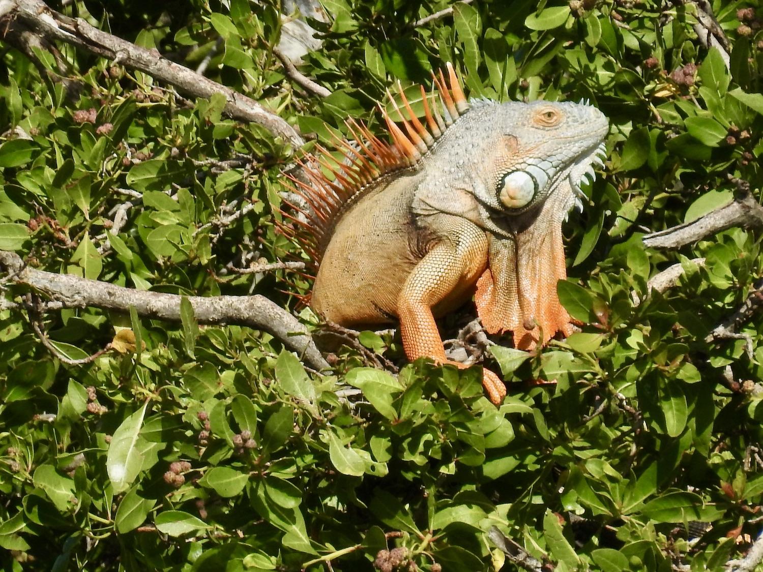 Tourists love the Green Iguanas of St. Martin, especially when the males turn orange. But they're also a much-loathed invasive species.