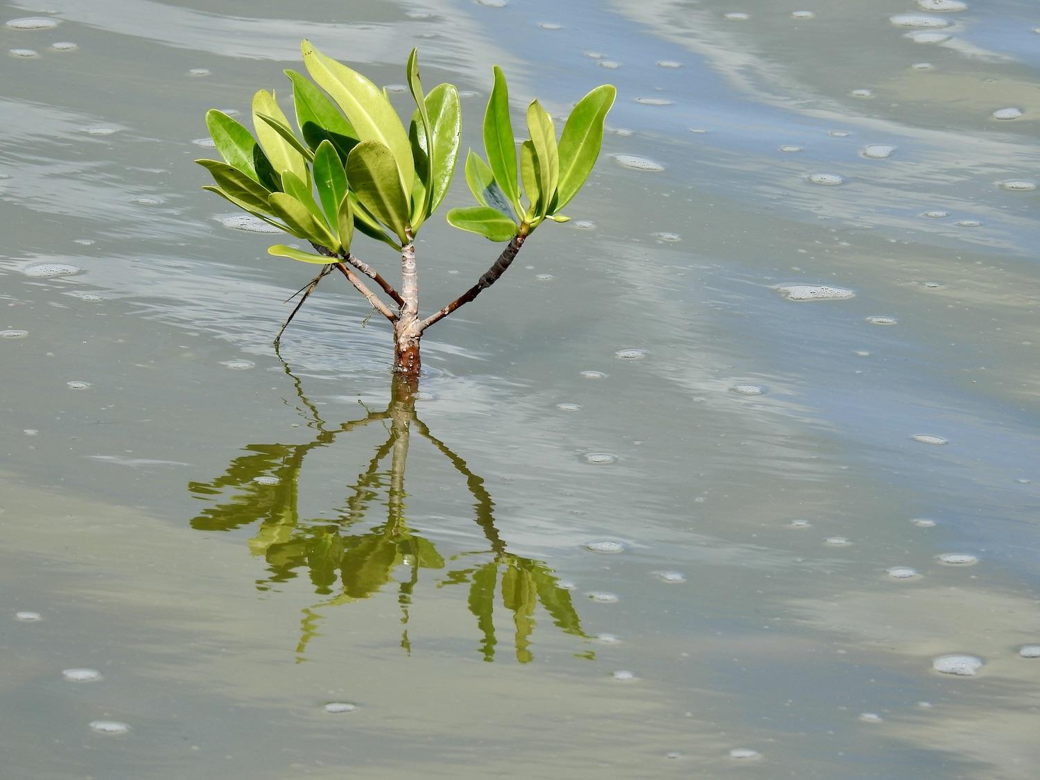 A young red mangrove planted by tourists on an eco tour at Saline d'Orient.