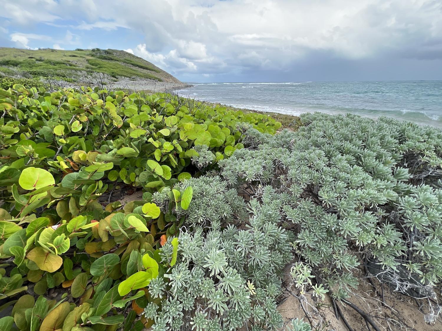 Who needs sandy beaches when you can admire seagrapes and other foliage along the shore of Pinel Island?