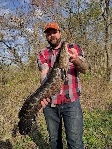 Northern snakeheads, native to Asia, were spotted in the eastern United States in 2002/Chad Wells