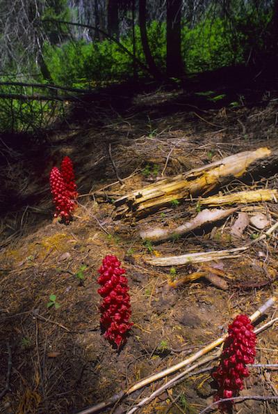 Snow plant in the Sierra/Patrick Cone