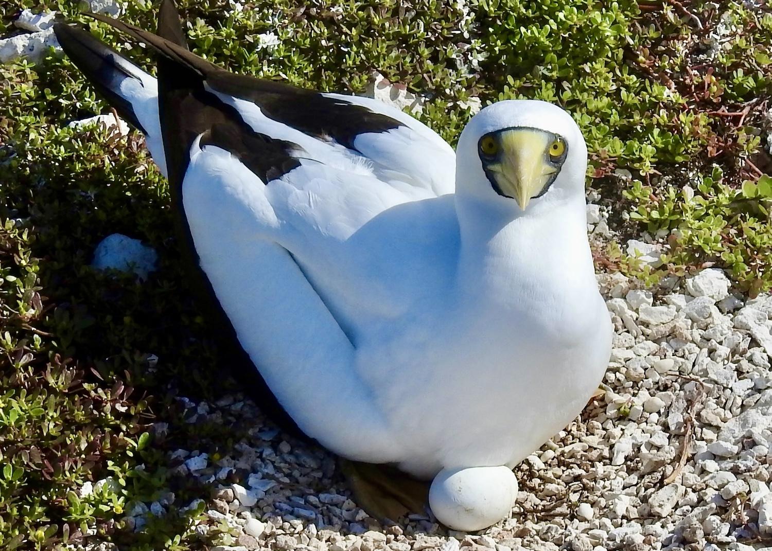 A Masked booby guards its nest on Sombrero Island in Anguilla.